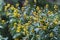 Yellow asters blooming in the garden