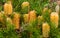 Yellow Australian native Banksia flowers on tree