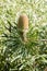 Yellow Australian native Banksia wildflower in bloom against green foliage