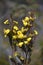 Yellow Australian native Large Wedge Pea flowers