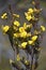 Yellow Australian native Large Wedge Pea flowers