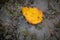 Yellow autum leaf on soil background