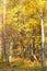 Yellow autumn birch forest