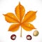 Yellow autumn chestnut leaf and chestnuts isolated on a white