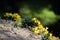 Yellow autumn crocus flowers on the Areopagus hill