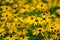 Yellow Autumn Daisy Flowers