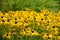 Yellow Autumn Daisy Flowers