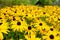 Yellow Autumn Daisy Flowers