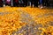 Yellow Autumn Fall Leaves Piled on Street SIdewalk Urban Environment Season Beautiful Color