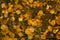 Yellow autumn fallen leaves on the forest grass. The concept of protecting the environment and supporting the development of