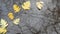 Yellow autumn fallen oak leaves, puddle on grey asphalt. Fall bare leafless tree