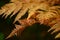 Yellow autumn fern leaves in a falling pine needles