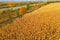 Yellow autumn field of harvested corn next to highway