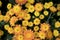 Yellow autumn flower in the garden. A bouquet of chrysanthemums. Chrysanthemum Flower