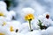 Yellow autumn flowers blackbricks under the first snow. Caps of snow on tender buds.