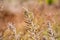 Yellow autumn fluffy feather grass with seeds on curved stems in light wind. Slightly blurred close up with selective focus