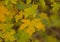 Yellow autumn leaf of a field maple tree