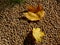 Yellow autumn leaf on fine brown granular textured pebble base