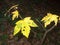 Yellow autumn leaf full forest dying foliage plant tree