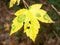 Yellow autumn leaf full forest dying foliage plant tree