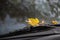 Yellow autumn leaf lies on the dusty windshield of the car under