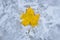 Yellow autumn leaf lies on ice, clouse