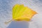 Yellow autumn leaf in sunlight on snow,