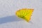 Yellow autumn leaf in sunlight on snow,