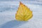 Yellow autumn leaf in sunlight on snow,