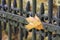 A yellow, autumn leaf suspended from a wrought metal fence