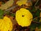 Yellow autumn leafs of a largeleaf linden tree - Tilia platyphyllos