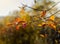 Yellow autumn leaves on a branch with selective focus