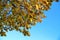 Yellow autumn leaves on the branches against blue sky