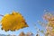 Yellow autumn leaves on a bright blue sky background