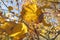 Yellow autumn leaves on a bright blue sky background