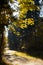 Yellow autumn leaves,fir in the Sunny evening light. autumn time. path in the Park