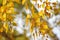 Yellow autumn leaves on natural background