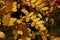 Yellow autumn leaves of Thorny Locust tree, also called honey locust or thorny honey locust