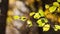 Yellow autumn leaves on a tree illuminated with sunlight