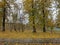 Yellow autumn leaves in trees. Hagfors in Sweden in fall.