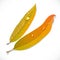 Yellow autumn long narrow willow leaves isolated on a white