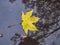 Yellow autumn maple leaf in water