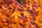 Yellow autumn maple leaves close up detail background - Japan season colourful