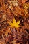 Yellow autumn maple leaves on ground close up detail background - Japan season colourful