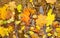 Yellow autumn maple leaves rotting in a puddle