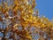 Yellow autumn oak leaves and galls on sky background