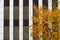 Yellow autumn tree against black and white vertical stripes pattern on a buliding