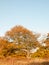 Yellow autumn tree leaves background texture branches trunk