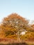 Yellow autumn tree leaves background texture branches trunk