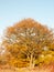 Yellow autumn tree leaves background texture branches trunk